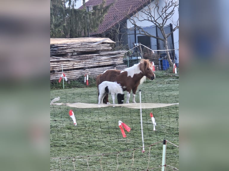 Mini Shetland Pony Hengst Veulen (03/2026) Gevlekt-paard in Ursberg