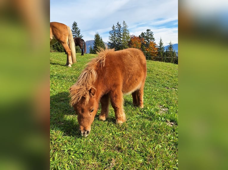 Mini Shetland Pony Hengst Veulen (06/2025) Vos in Werfen