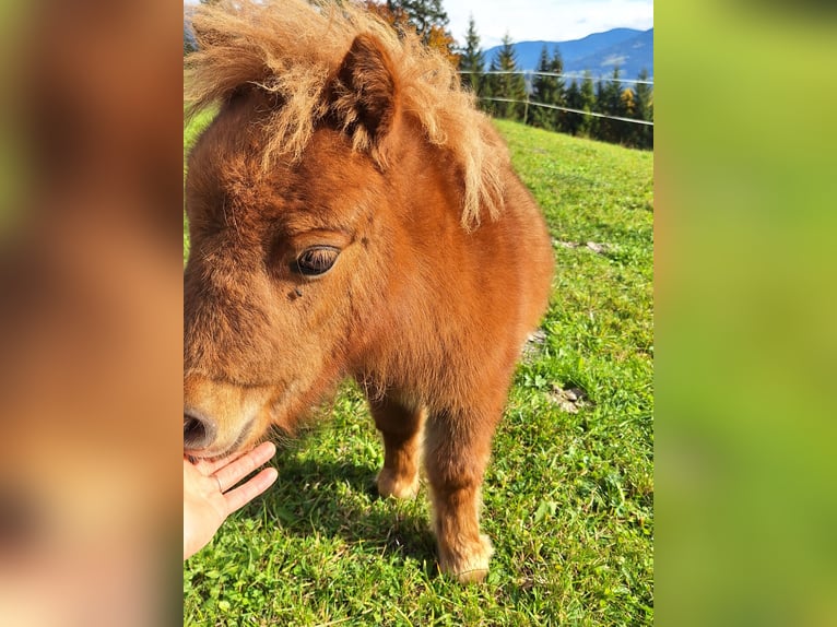 Mini Shetland Pony Hengst Veulen (06/2025) Vos in Werfen
