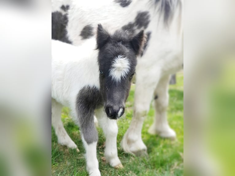 Mini Shetland Pony Hengst Veulen (04/2026) Zwartschimmel in Deutschlandsberg