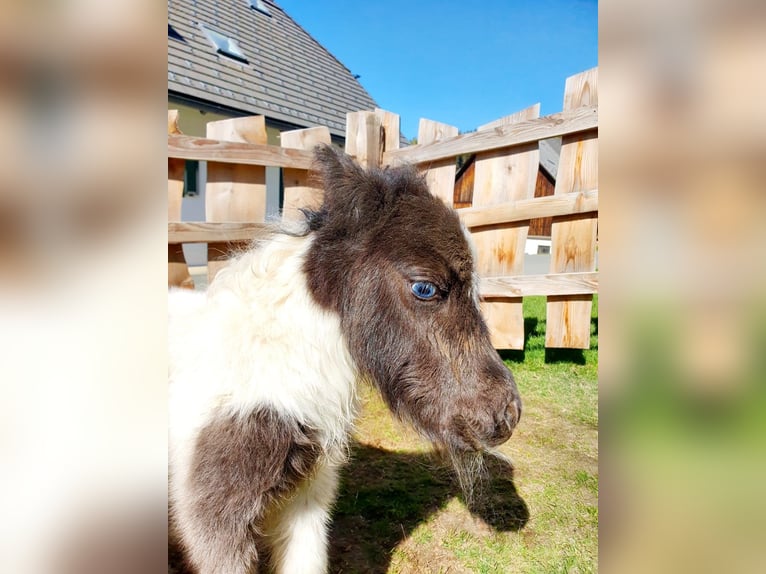 Mini Shetland Pony Hengst Veulen (04/2026) Zwartschimmel in Deutschlandsberg
