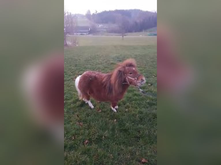 Mini Shetland Pony Mare 10 years 7.1 hh Chestnut-Red in Waldkirch