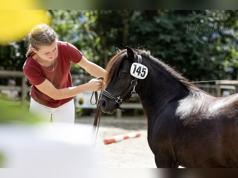 Mini Shetland Pony Mare 10 years 8,2 hh Black in Berg im Drautal