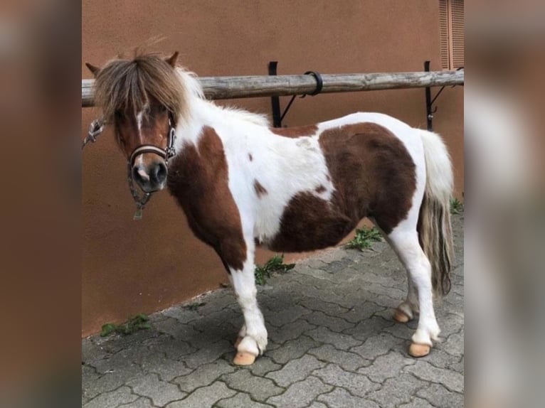 Mini Shetland Pony Mare 10 years 8,2 hh Pinto in Altenkirchen