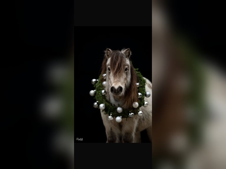 Mini Shetland Pony Mare 10 years 8,1 hh Buckskin in Fronreute