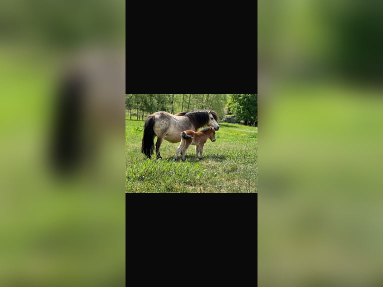 Mini Shetland Pony Mare 10 years 8,1 hh Buckskin in Fronreute