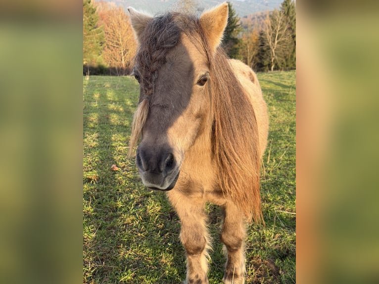 Mini Shetland Pony Mare 10 years 8,1 hh Champagne in Kronach
