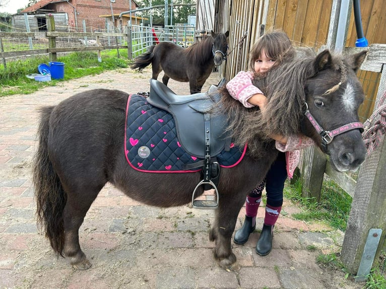 Mini Shetland Pony Mare 10 years 8,2 hh Chestnut in Wedemark