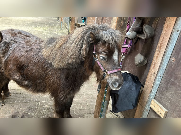 Mini Shetland Pony Mare 10 years 8,2 hh Chestnut in Wedemark