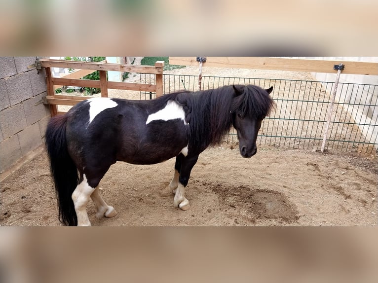 Mini Shetland Pony Mare 10 years Brown in Ringendorf