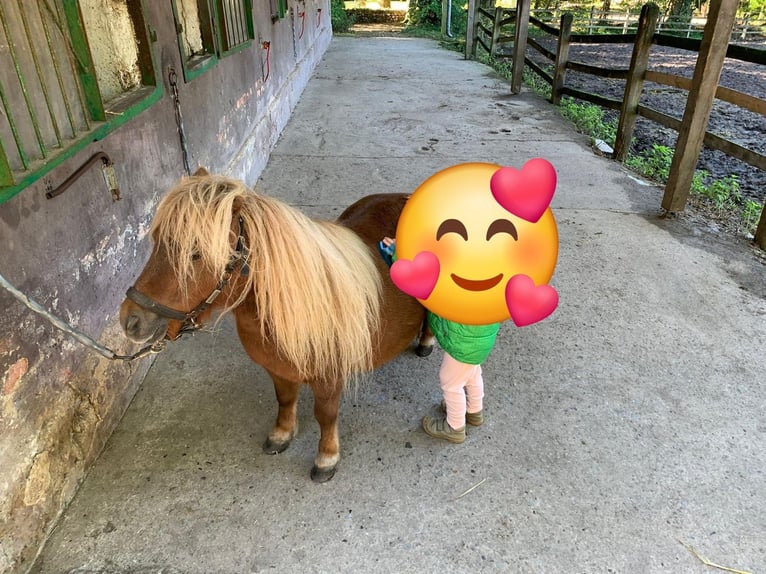 Mini Shetland Pony Mare 10 years Chestnut-Red in Bomlitz