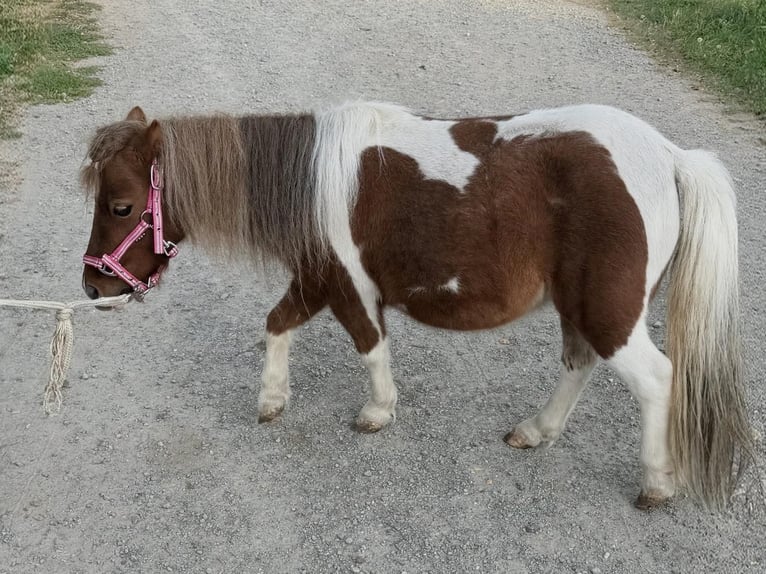 Mini Shetland Pony Mare 10 years Pinto in Oberzent