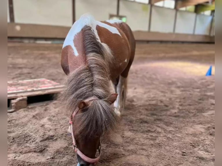 Mini Shetland Pony Mare 10 years Pinto in Oberzent