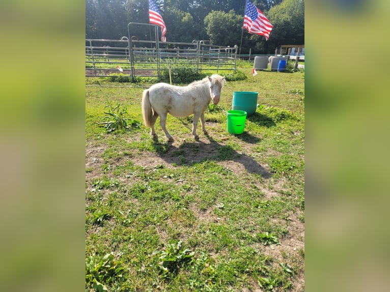 Mini Shetland Pony Mare 11 years 5,3 hh Gray-Dapple in Stiege