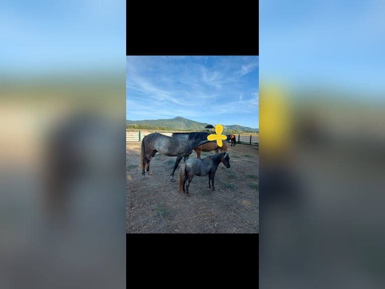 Mini Shetland Pony Mix Mare 11 years 8 hh Roan-Bay in Alsbach-H&#xE4;hnlein