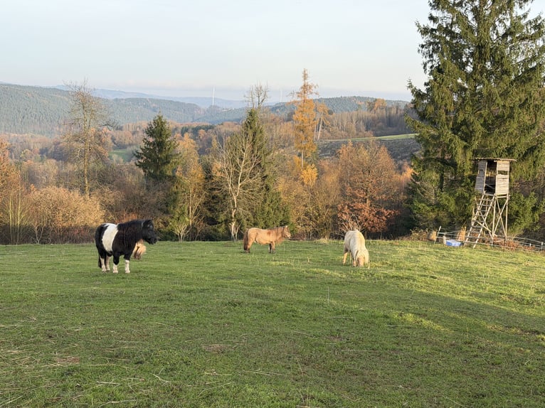 Mini Shetland Pony Mare 11 years 8,1 hh Chestnut-Red in Kronach