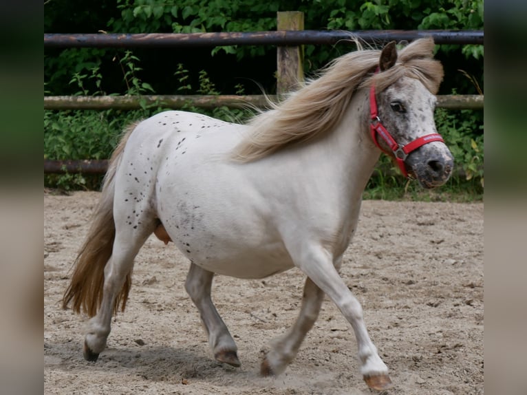 Mini Shetland Pony Mare 11 years 8,1 hh in Dorsten