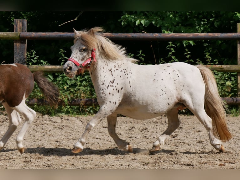 Mini Shetland Pony Mare 11 years 8,1 hh in Dorsten