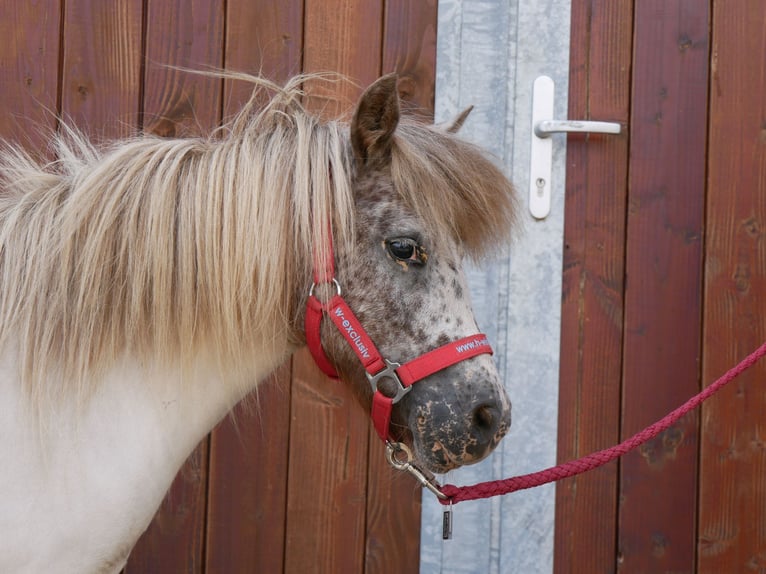 Mini Shetland Pony Mare 11 years 8,1 hh in Dorsten