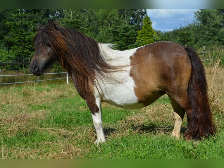Mini Shetland Pony Mare 11 years 8,1 hh Pinto in Gro&#xDF;enkneten