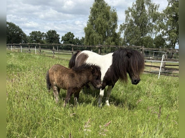 Mini Shetland Pony Mare 11 years in Gro&#xDF;enknetenGrossenkneten