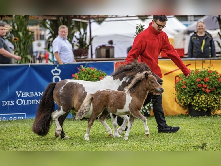 Mini Shetland Pony Mare 11 years in Gro&#xDF;enknetenGrossenkneten
