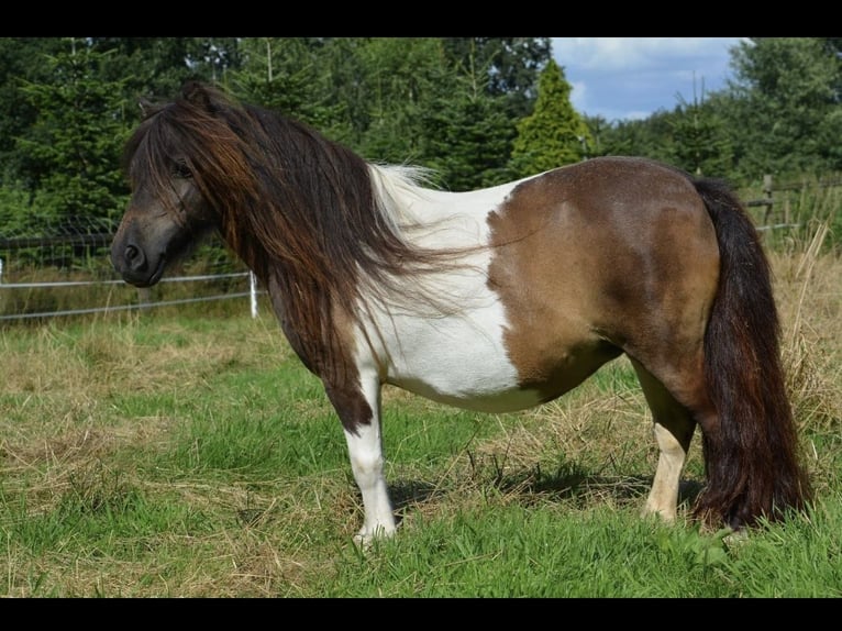 Mini Shetland Pony Mare 11 years in Gro&#xDF;enknetenGrossenkneten
