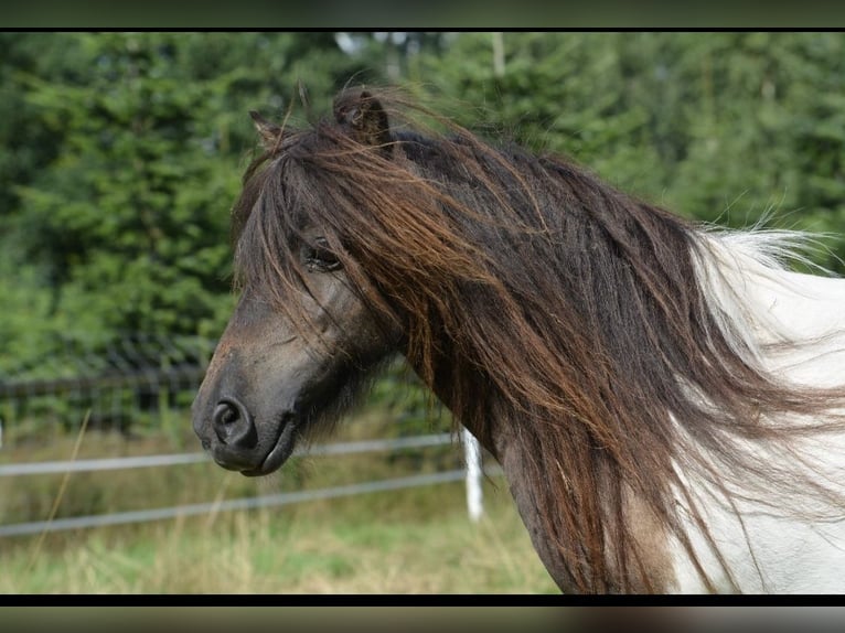 Mini Shetland Pony Mare 11 years in Gro&#xDF;enknetenGrossenkneten