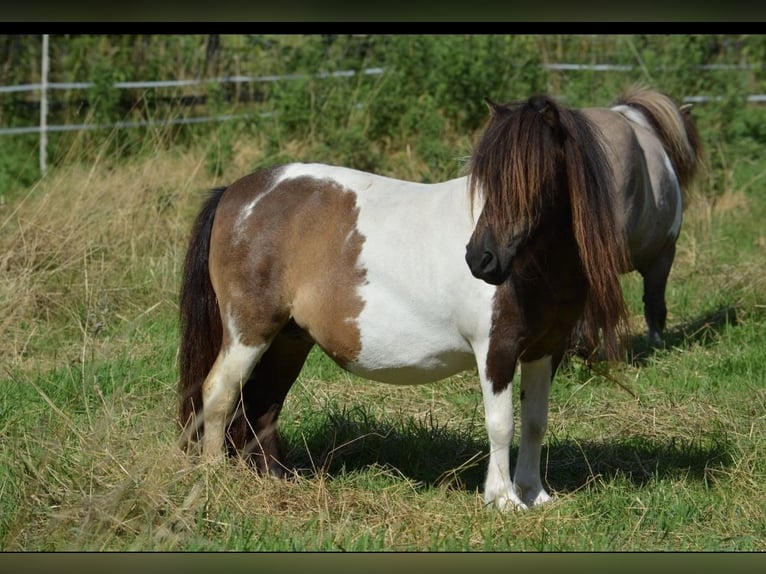 Mini Shetland Pony Mare 11 years in Gro&#xDF;enknetenGrossenkneten