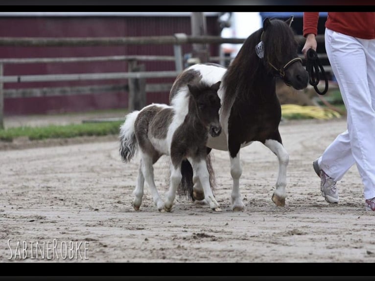 Mini Shetland Pony Mare 11 years in Gro&#xDF;enknetenGrossenkneten