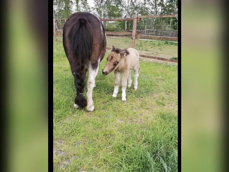 Mini Shetland Pony Mare 11 years in Gro&#xDF;enknetenGrossenkneten