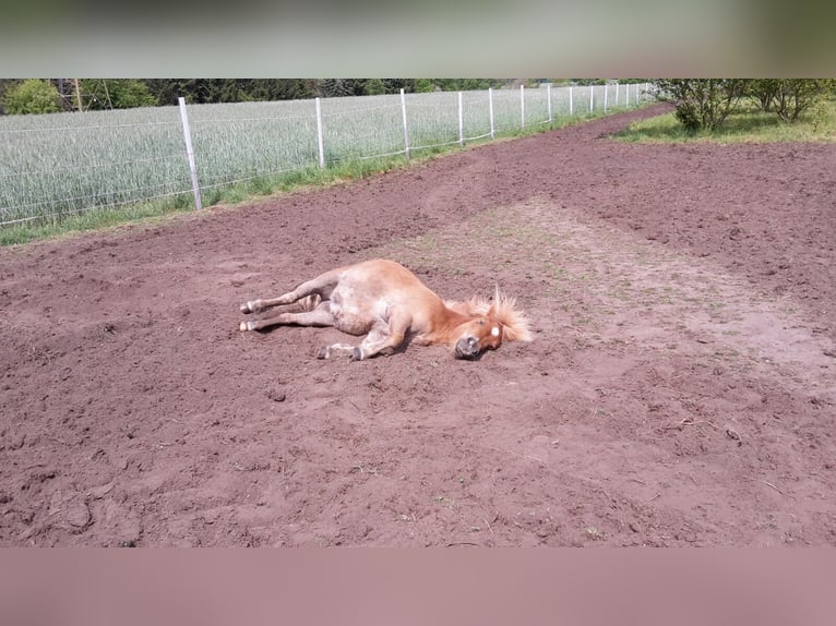 Mini Shetland Pony Mare 12 years 10,1 hh Chestnut-Red in Garbsen