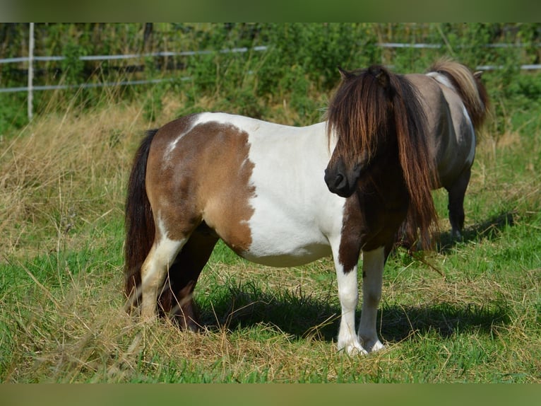 Mini Shetland Pony Mare 12 years 8,1 hh Pinto in Großenkneten