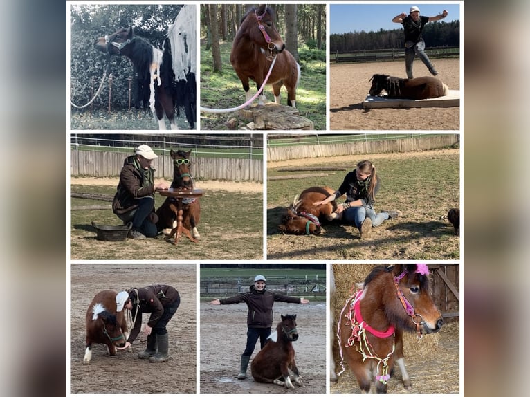 Mini Shetland Pony Mare 12 years 8,1 hh Pinto in Hohenburg