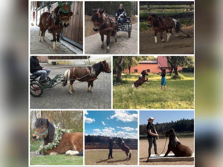 Mini Shetland Pony Mare 12 years 8,1 hh Pinto in Hohenburg