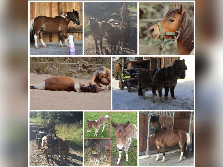 Mini Shetland Pony Mare 12 years 8,1 hh Pinto in Hohenburg