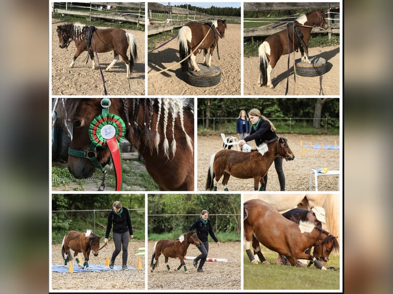 Mini Shetland Pony Mare 12 years 8,1 hh Pinto in Hohenburg
