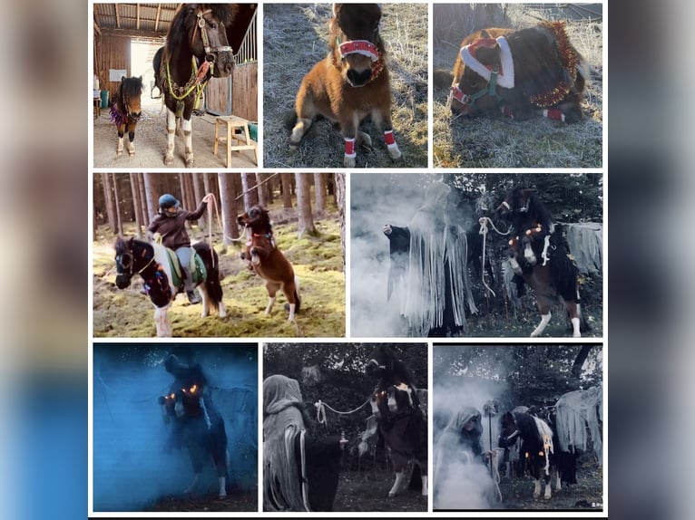 Mini Shetland Pony Mare 12 years 8,1 hh Pinto in Hohenburg