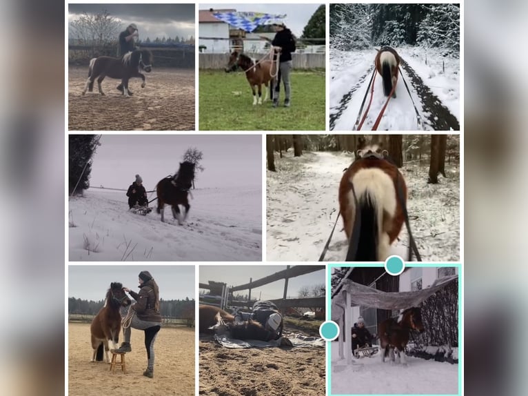 Mini Shetland Pony Mare 12 years 8,1 hh Pinto in Hohenburg