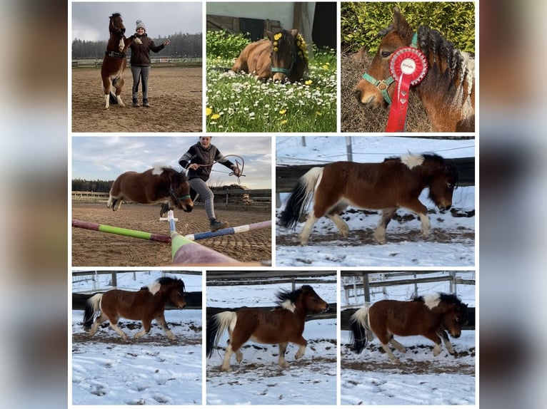 Mini Shetland Pony Mare 12 years 8,1 hh Pinto in Hohenburg