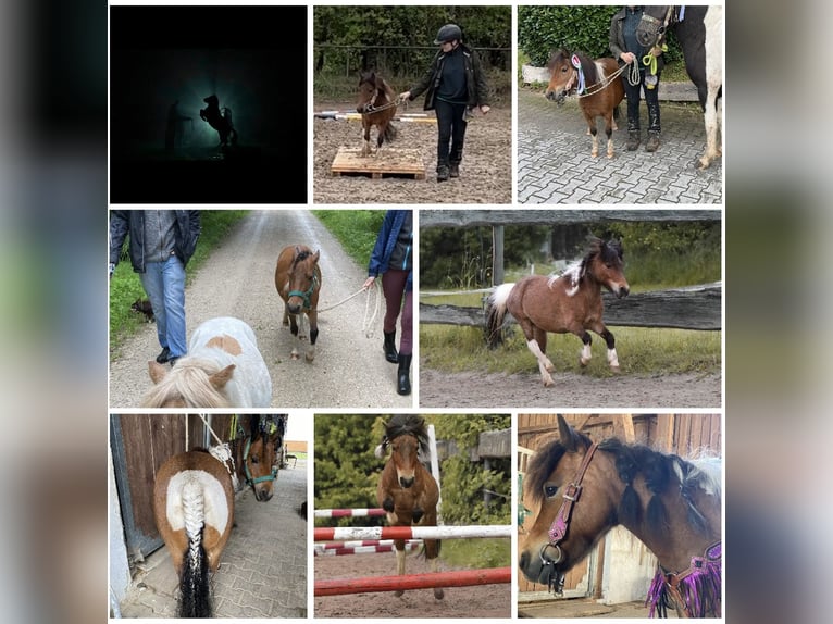 Mini Shetland Pony Mare 12 years 8,1 hh Pinto in Hohenburg