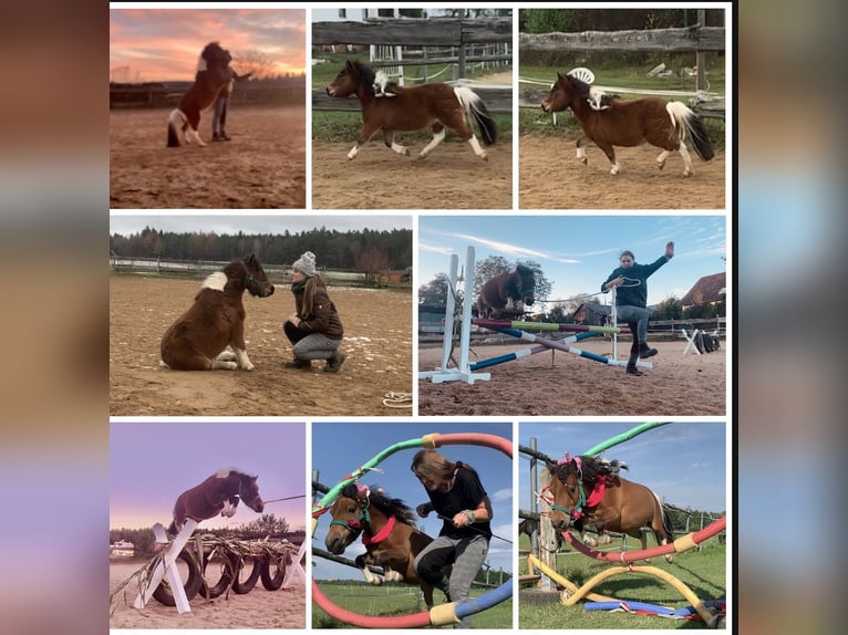 Mini Shetland Pony Mare 12 years 8,1 hh Pinto in Hohenburg