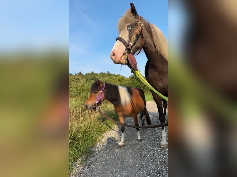 Mini Shetland Pony Mare 12 years 8,1 hh Pinto in Hohenburg