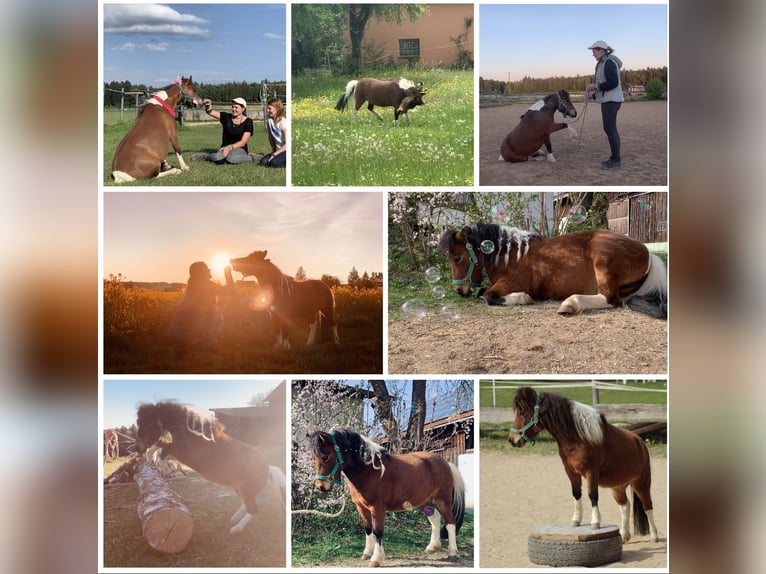 Mini Shetland Pony Mare 12 years 8,1 hh Pinto in Hohenburg