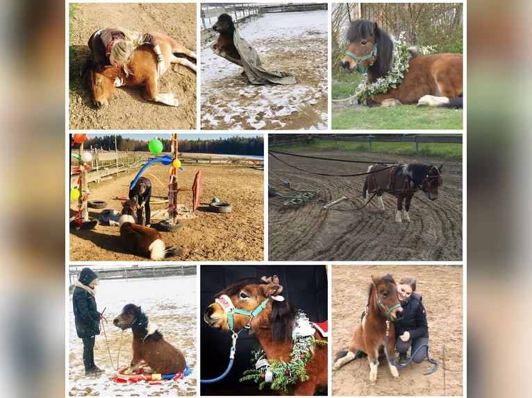 Mini Shetland Pony Mare 12 years 8,1 hh Pinto in Hohenburg