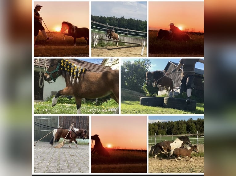 Mini Shetland Pony Mare 12 years 8,1 hh Pinto in Hohenburg