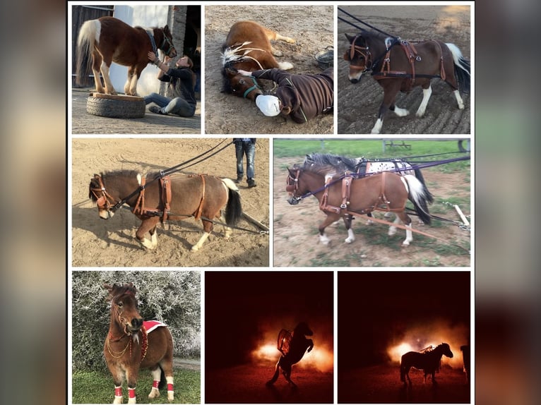 Mini Shetland Pony Mare 12 years 8,1 hh Pinto in Hohenburg