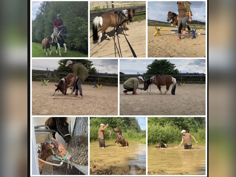 Mini Shetland Pony Mare 12 years 8,1 hh Pinto in Hohenburg