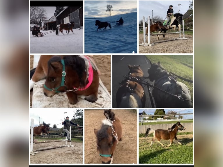 Mini Shetland Pony Mare 12 years 8,1 hh Pinto in Hohenburg
