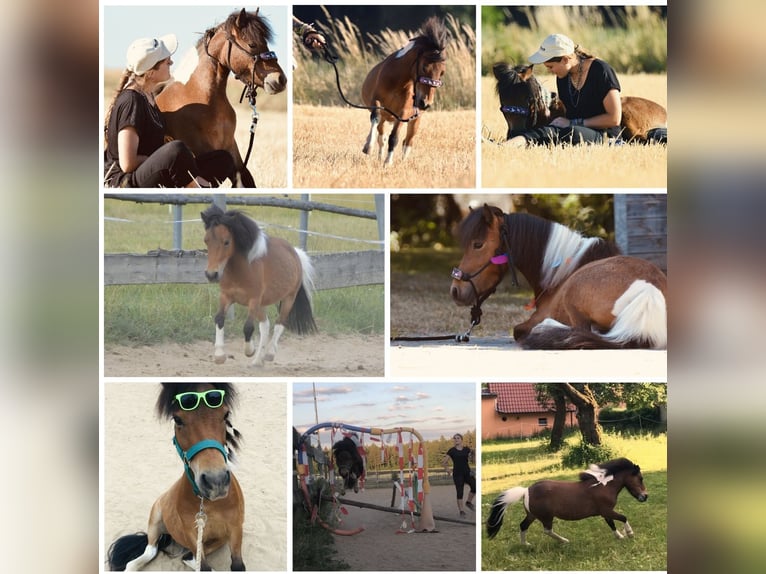 Mini Shetland Pony Mare 12 years 8,1 hh Pinto in Hohenburg
